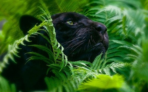 tropicalblxck:  tropicalblxck:  tropical–mist:  tropi-caii:  Q’d x  active tropical blog!   Ju