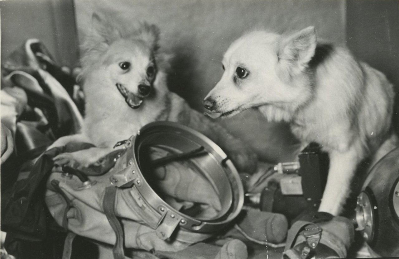 Space veterans Kozyavka (flew twice in 1956) and Otvazhnaya [Brave Girl] (flew twice in 1958).