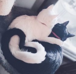 cutefunnybabyanimals:Yin Yang via /r/aww http://ift.tt/2zh5mks