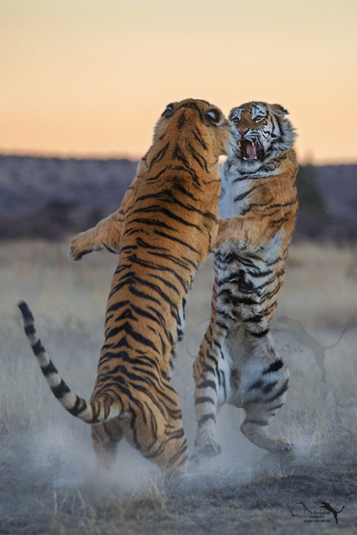 earthlynation:  (via 500px / little fight by Marion Vollborn)