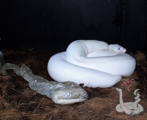 i-m-snek:Just finished her pre-lay shed! Now only a few weeks until eggs!GROW MAMA LELI GROW !