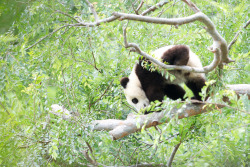 giantpandaphotos:  Xiao Liwu at the San Diego Zoo in California,