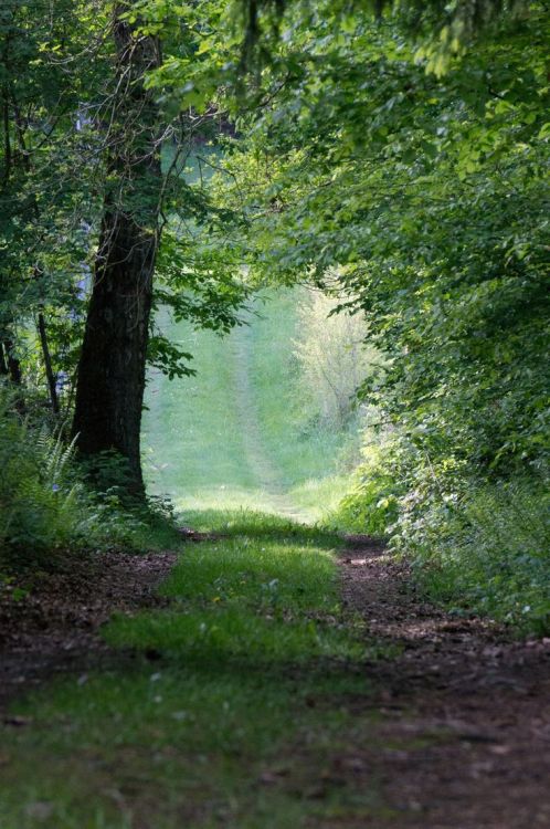 spiritofthewoodlands: Secret Passage by Manuel Drews