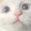 catsqrui