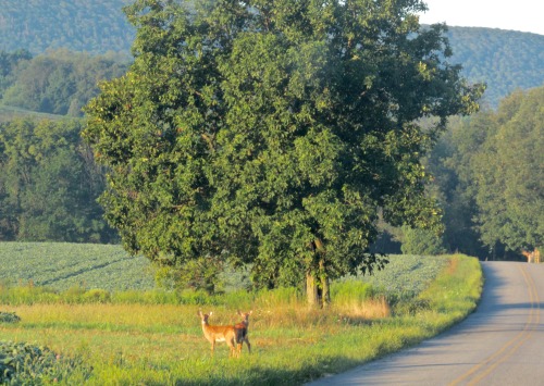 Deer by the roadside, August.Getting tired of winter pictures, tbh.