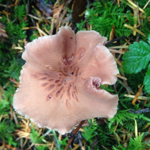 sailllboat:  laccaria laccata