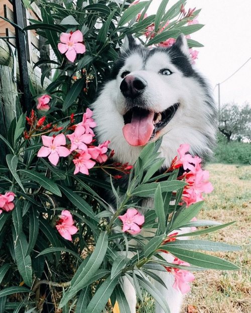 atraversso:   Happy weekend to all by shady.the.husky  