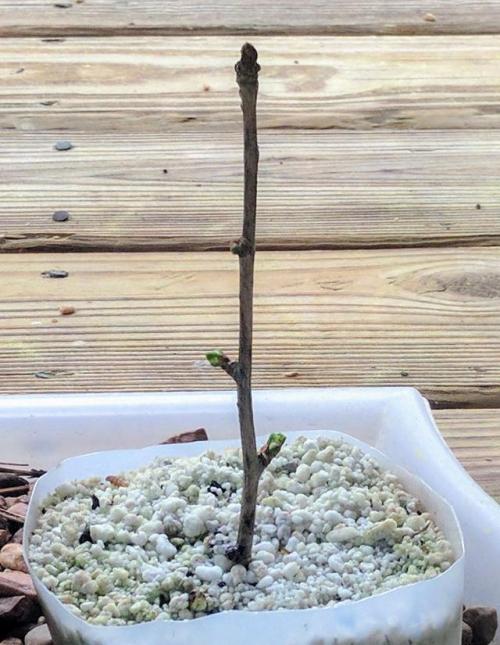 greybeard55: kerteszet: First time planting a cutting. The ginkgo I got in November is budding. I haven’t been watering a stick for five months! Does bonsai require patience?                   Yes 