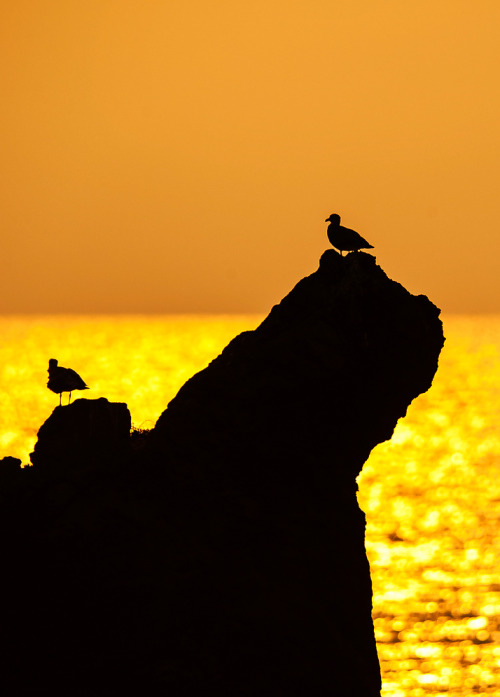 coiour-my-world:Gold on the horizon | fabrizio massetti