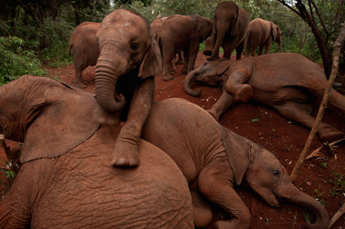 nubbsgalore:since becoming the the first person to hand rear newborn elephants, daphne sheldrick, featured in the first picture, has spent over half a century helping to care for more than 140 of kenya’s orphaned baby elephants.sheldrick operates her