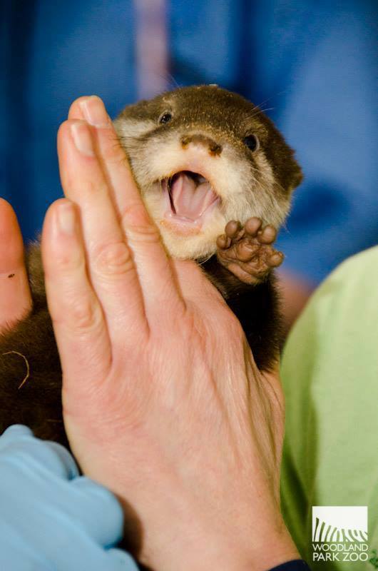 zooborns:  First Check-up for Otter Pups at Woodland Park Zoo  Four Asian Small-clawed