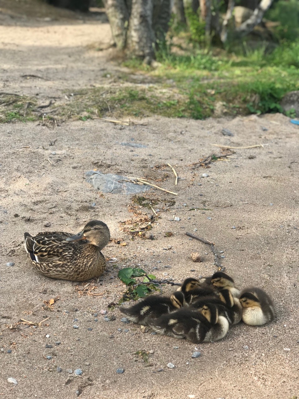 Morgondopp imorse. Vi var först ner till stranden. Fint i jämförelse till förra helgen när det var vi och hela Sverige där ju.
Tänk att vi har detta 3 min från vårt hus.
En liten andfamilj valde att slå sig ner bredvid Andreas. Djur beter sig så runt...