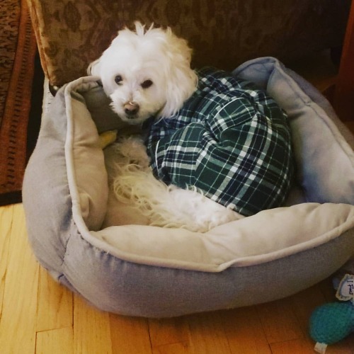 Such a cutie sleepy boy in his pjs after a bath #pupsofinstagram #sleepypuppy #doggie #doggiepjs htt