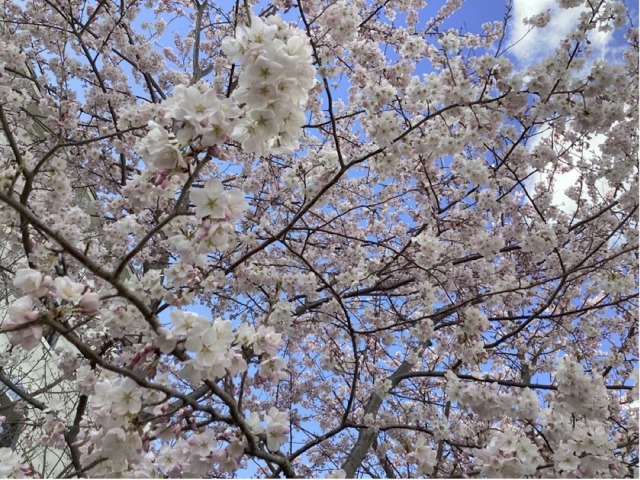 Cherry blossoms against the blue sky.