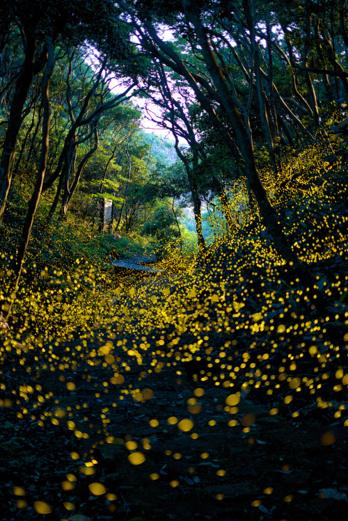 satakentia: Into the Dream (by Masahisa Uemura)