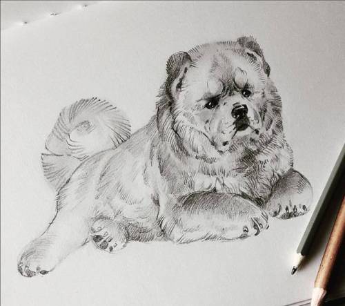 akreon:# #sketchbook #sketch #pencil #pencildrawing #dog #puppy #malamute #malamutepuppy #chowchow #