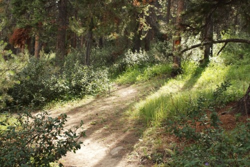 matchbox-mouse: Sunshine on the trails.  Beautiful day in the mountains, Alberta.