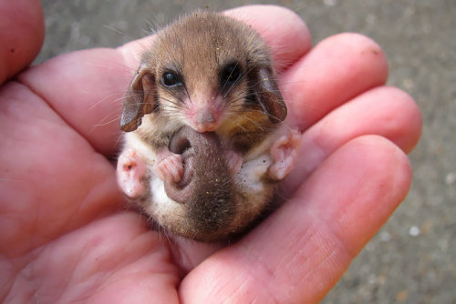 boredpanda:    Awesome Possums And Opossums   