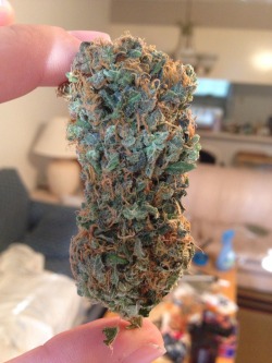 kat-mccloud:  Mango on the left/purp to the