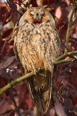 fairy-wren:  long-eared owl(photo by thrumyeye) 