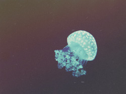 azabocheni-mindiko:  cra-zier:  polka dot jellyfish on Flickr.    ****  