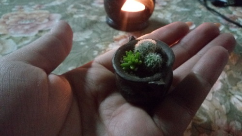 a-magpie-witchling:Lemme stress just how *tiny* my new plants are.