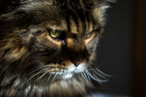 Ben the Maine Coon in striped sunlight. (Jan 2018)