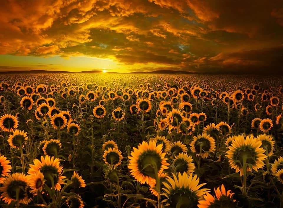 trasemc:  Sunflowers