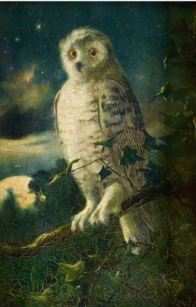 enchantedbook:
“ Painting by Caspar David Friedrich (1774 - 1840)
”
Eule. Sowa. Owl.
Ptak. Bird. Vogel.