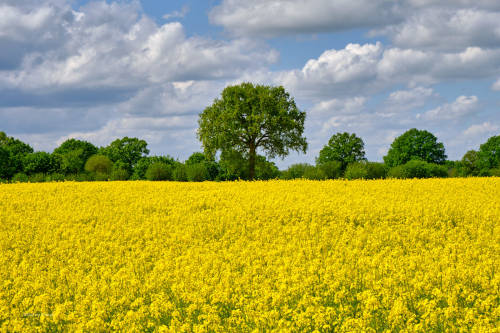 1) The rape blossom is coming to an end. Here are two quick series of pictures before it is over