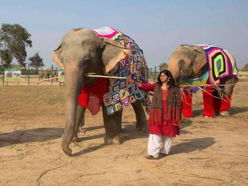 merelygifted: Local women make colourful jumpers for formerly abused animals after staff at conserv