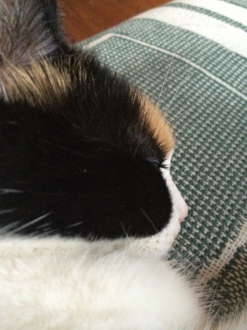 neverstopsatall:cats’ eyelashes are what get me tbh