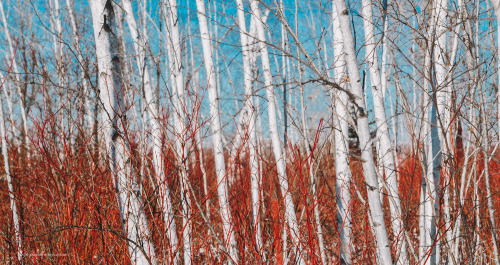 Birch + Red Dogwood