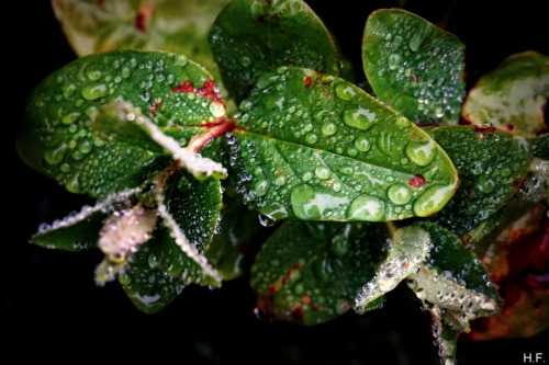 Another Rainy Day In January. 