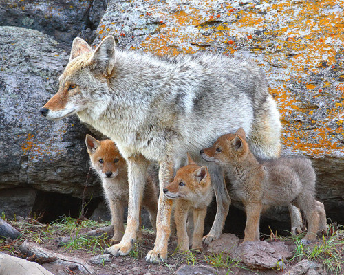 spaceygrey:
Coyote and Pups by Doug Dance Nature Photography #coyotes#animals#mammals#wild animals#wild dogs#rb spaceygrey#rb thecatdogblog