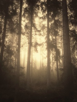 danijelivic:  golden sunrise in foggy forest http://instagram.com/danijelivic