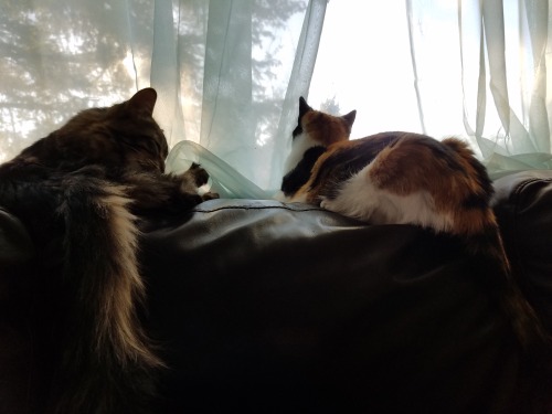 thecatinthebag:Adopted together!