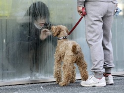 worldsmostpowerfulphotos:  A girl in isolation for radiation screening looks at her dog through a window in Nihonmatsu, Japan 