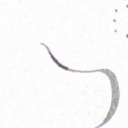 phalaenopsisamboinensis avatar