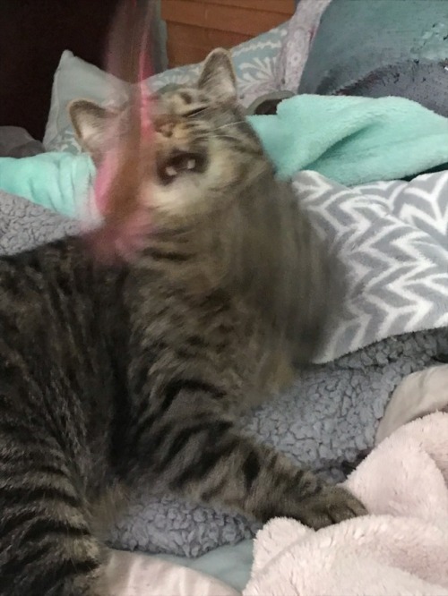 She Went From Sleepy To Ready For KILL Once I Got The Feather Wand 