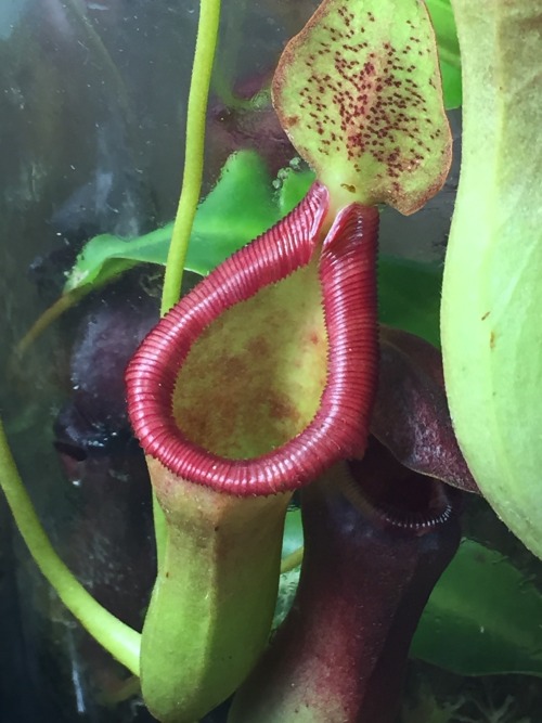 cravethosephotons:Photos Taken: 17-December-2019Nepenthes x briggsianaA newer pitcher on this plant 