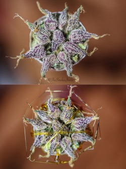 ganjasociety:  shesmokesjoints:  I got myself a new lens as an early birthday present 😁🙌  Best. Photo set. Ever. 