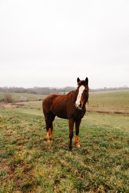 Horse on the countryside of Central Virginia.by Tyler Phenes