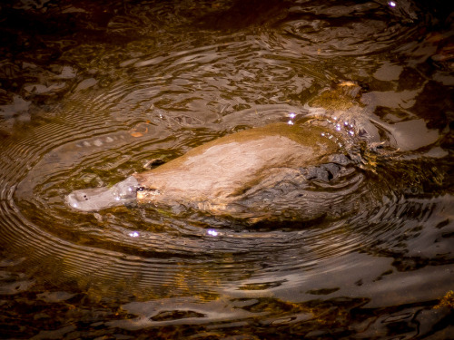 animals-animals-animals:Platypus in the Wild (by Stephen Fletcher)