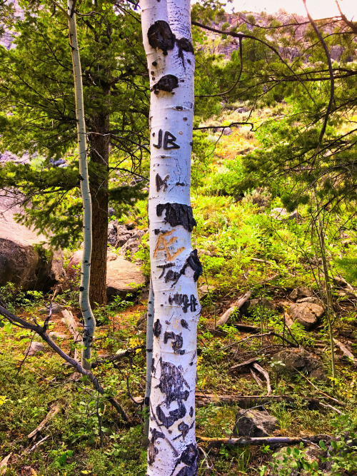 peternoahthomas: A secret message tree  Still making progress along the trail to the waterfall, but 