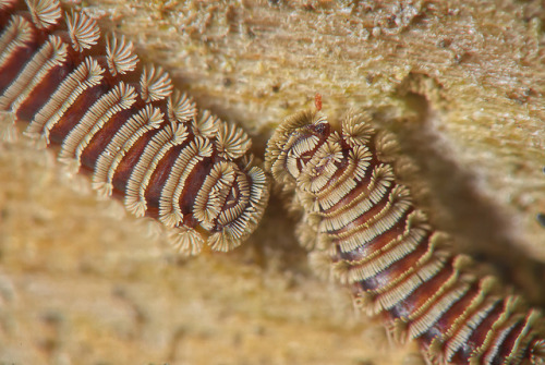 Polyxenus lagurus millipede by Jason P-B on Flickr.Polyxenus lagurus