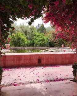 Bakchic: Pink Haven 🌺…#Morocco #Plantsonpink  (À Morocco)