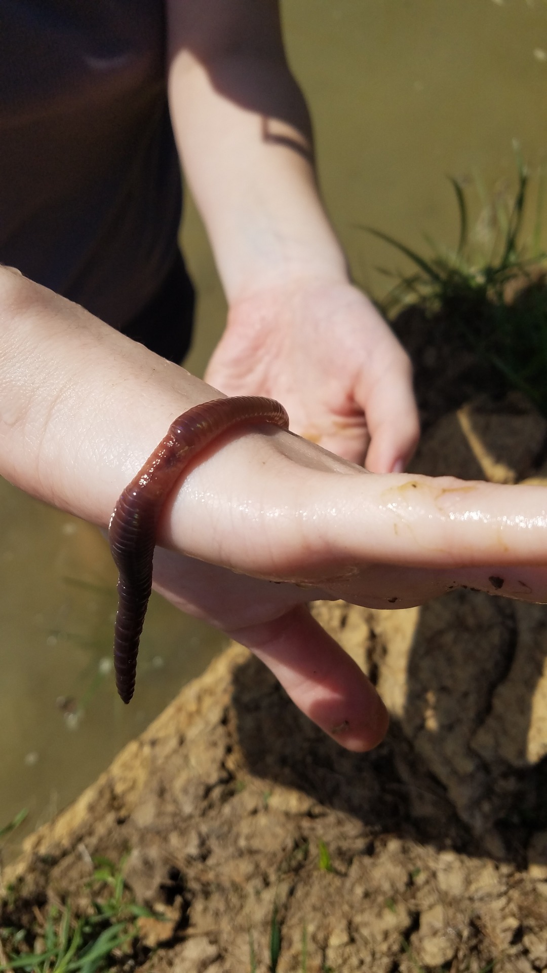 budidaya cacing lumbricus rubellus pdf files budidaya cacing lumbricus rubellus pdf files