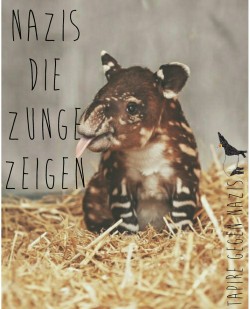 love-may-die-punk-will-not:Nazis die Zunge zeigen.  Unendliche Tapirliebe❤❤❤  