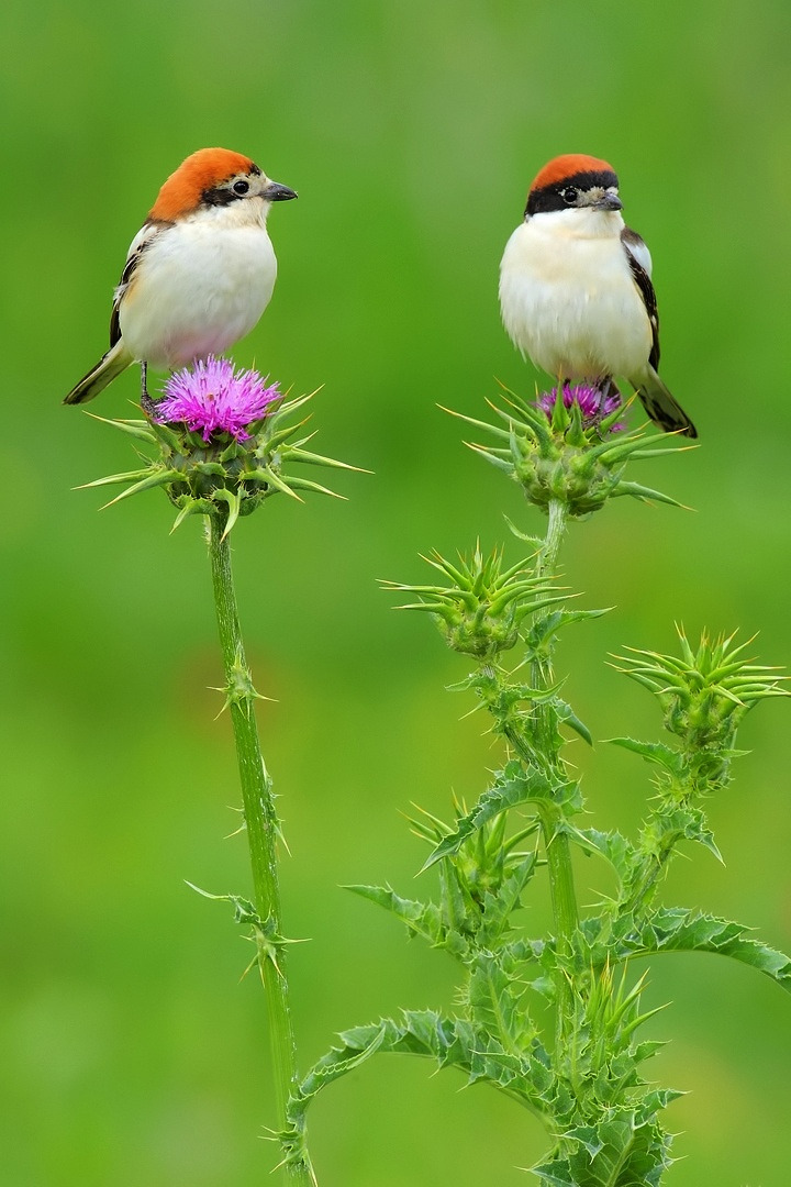 wowtastic-nature:  💙 Love on 500px by Andrés Miguel Domínguez, Spain☀  Canon